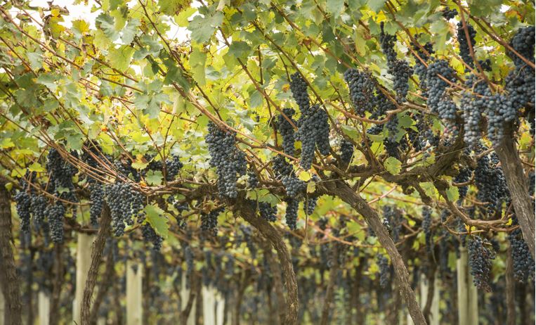 VBP: Valor da Produção Agropecuária deve atingir R$ 1,159 trilhão este ano