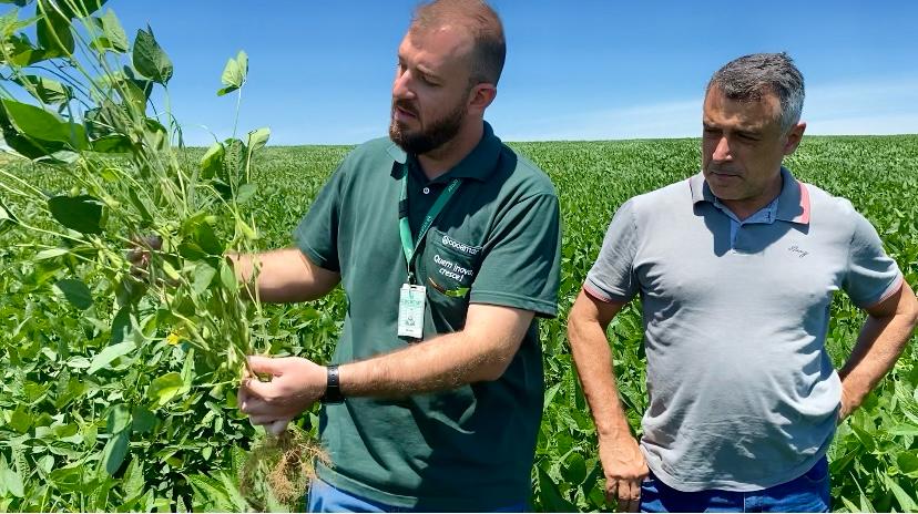 AGRO: Não é fácil, mas quem domina o areião deTuneiras, produz igual à terra roxa 