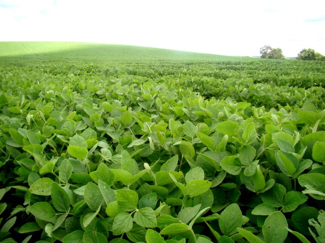 AGRO: Consultoria especializada do Programa Sou Mais Cocari inclui manejo de fungicidas