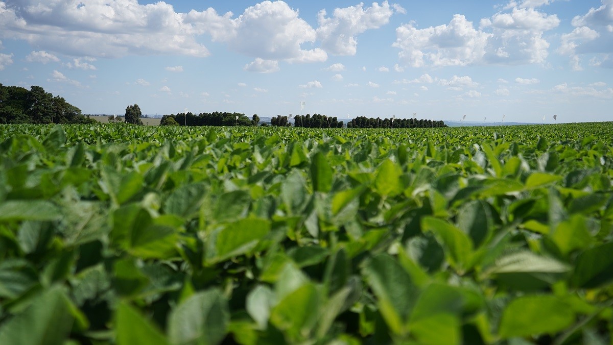 AGRO: Apesar do impacto climático, produtividade de soja em 23/24 deve ficar estável para cooperados da Frísia