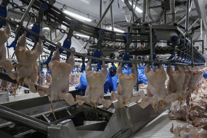 CONJUNTURA AGROPECUÁRIA: Cinco frigoríficos paranaenses podem ser habilitados a exportar para a China
