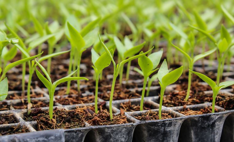 MAPA: Publicada portaria que atualiza os valores das taxas de classificação e reclassificação de produtos de origem vegetal e de sementes e mudas