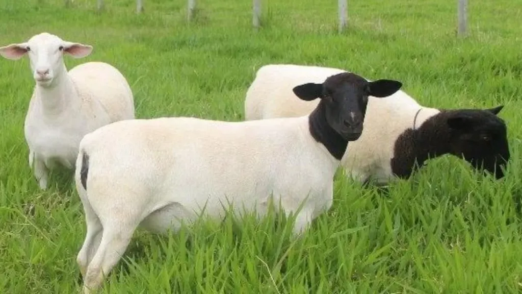 AGRO: Show Rural é vitrine para a ovinocultura do Paraná