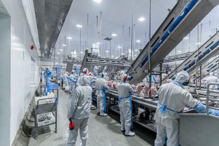 AGRO:  Levo Alimentos passa por inspeção para exportar aves para a China