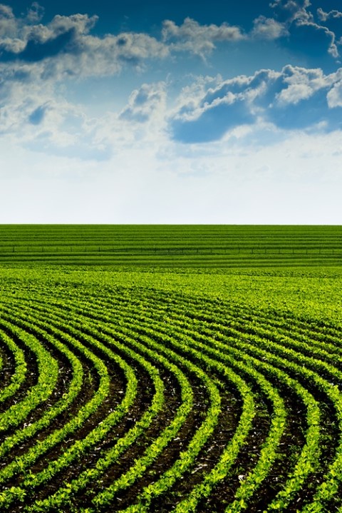 EVENTO: Embrapa sedia tradicional Dia de Campo de soja em Londrina
