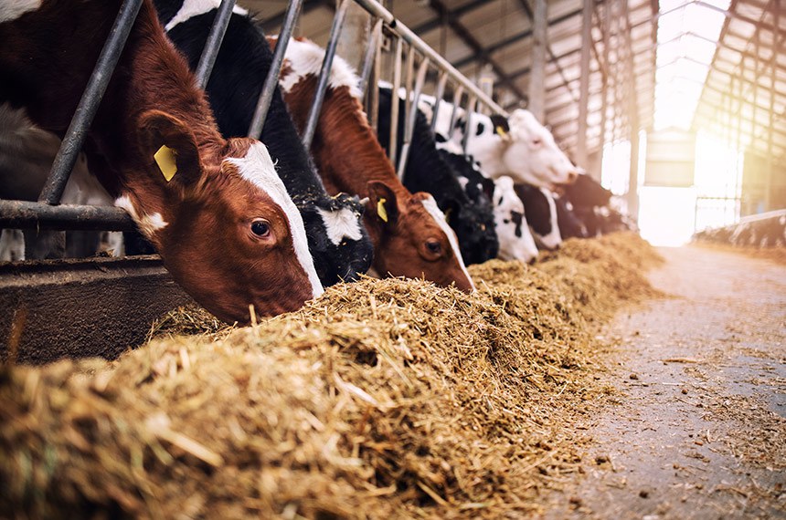 LEGISLATIVO: Projeto classifica produtos de alimentação animal como bens essenciais