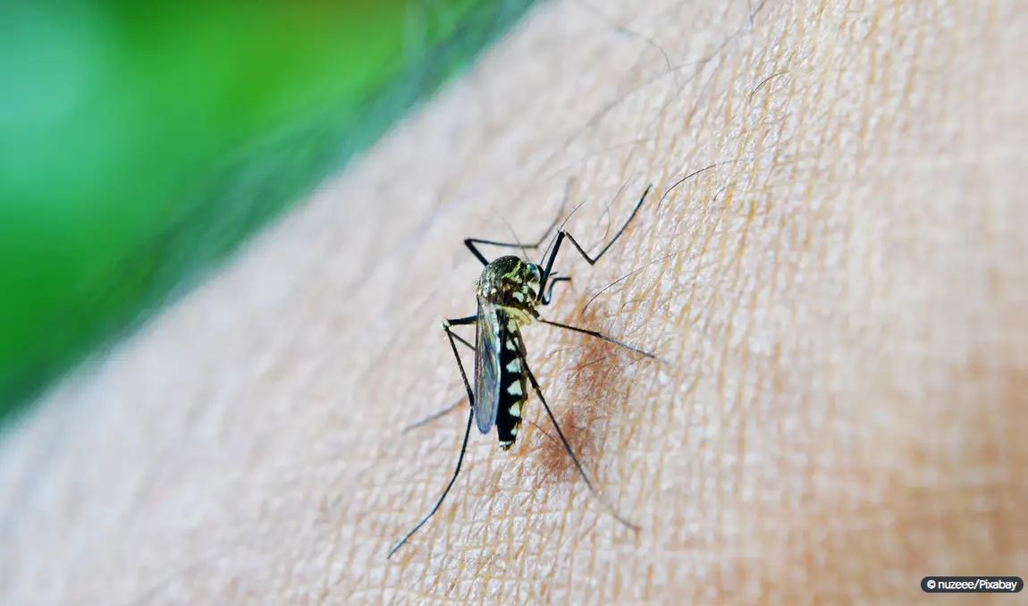 DENGUE: Mortes chegam a 113 no país; 438 óbitos são investigados