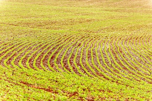 EVENTO: Soja Baixo Carbono é um dos destaques de Dia de Campo na Embrapa