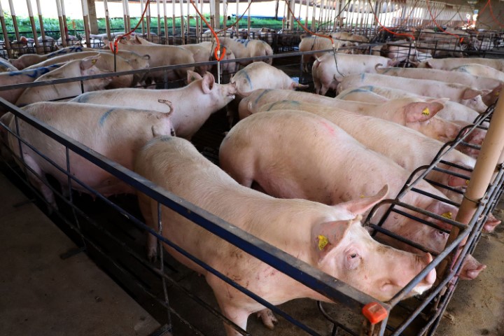 CONJUNTURA AGROPECUÁRIA: Paraná liderou a importação de suínos de alta genética em 2023, aponta boletim agropecuário