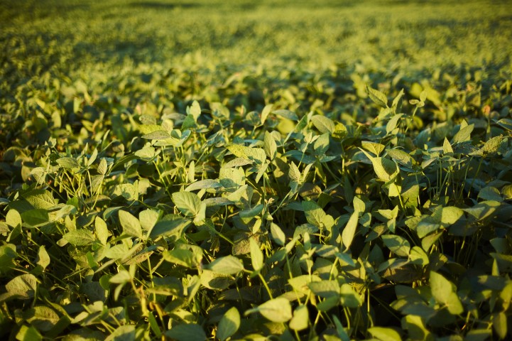 AGRO: Departamento Técnico da Cocari traça panorama da soja 2023/24 no Paraná