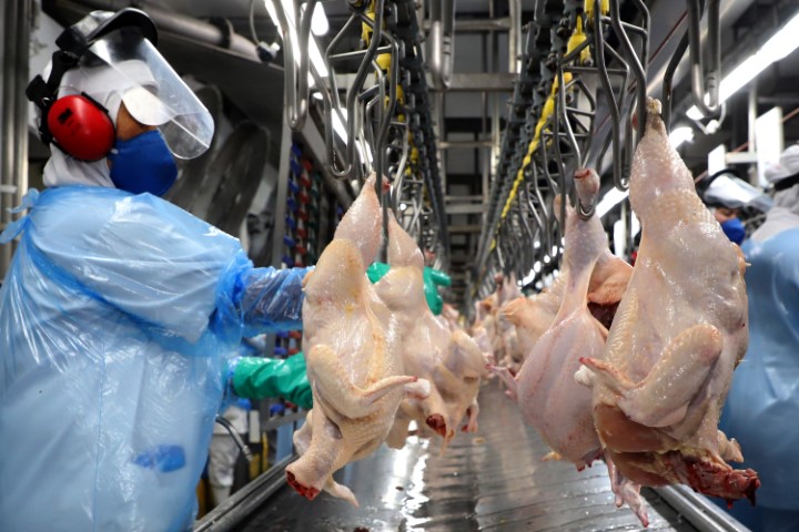 DESBUROCRATIZAÇÃO: Certificado digital facilita exportações de carne de aves para a União Europeia