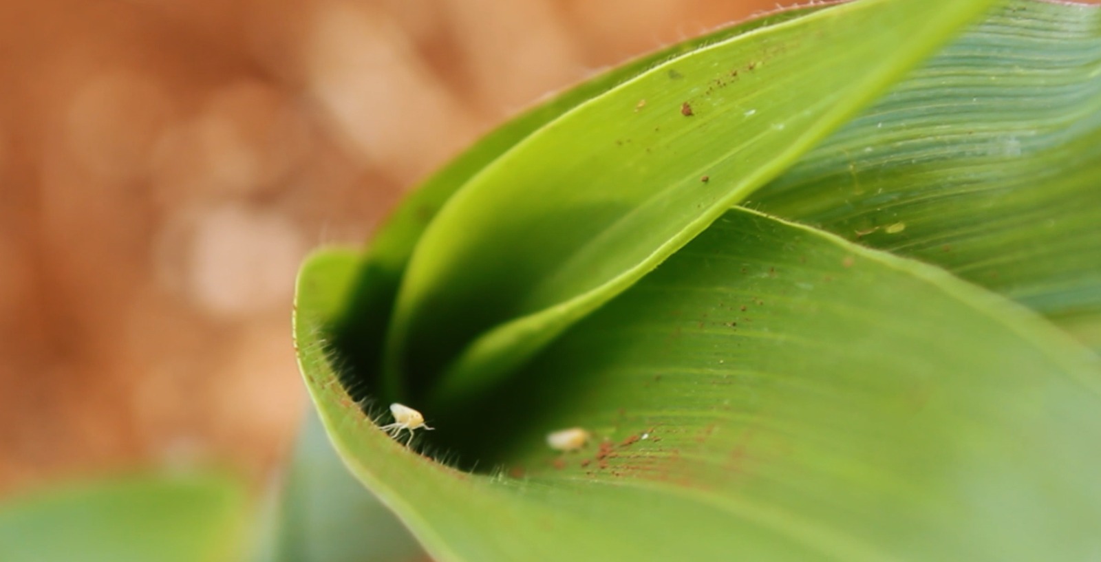 AGRO: Cocari alerta produtores para os riscos da cigarrinha-do-milho