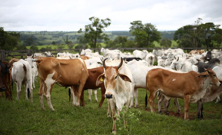 ZARC: Mapa divulga zoneamento agrícola para pecuária