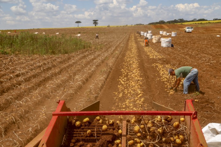 CONJUNTURA AGROPECUÁRIA: Primeira safra de batata rende 392,2 mil toneladas no Paraná