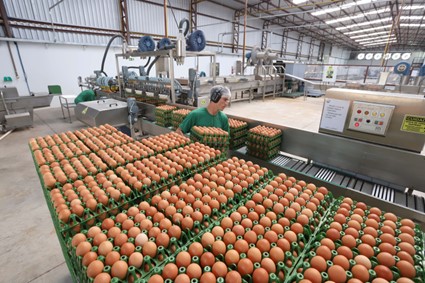 PECUÁRIA: Paraná amplia participação na produção nacional de frangos, leite, ovos e suínos