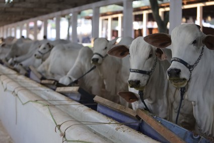GTA: Adapar e Faep renovam convênio para emissão da Guia de Trânsito Animal nos sindicatos rurais