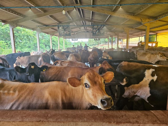 AGRO: Bem-estar animal potencializa a produção de leite 