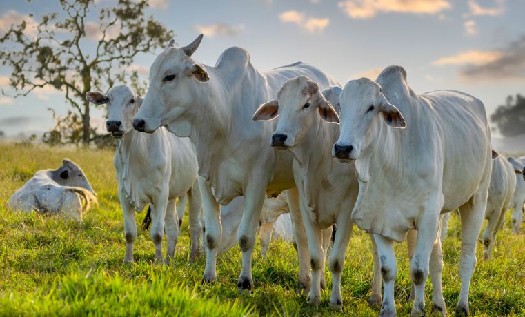 DEFESA AGROPECUÁRIA: Portaria do Mapa reconhece nacionalmente 16 estados e o Distrito Federal como áreas livres de febre aftosa sem vacinação