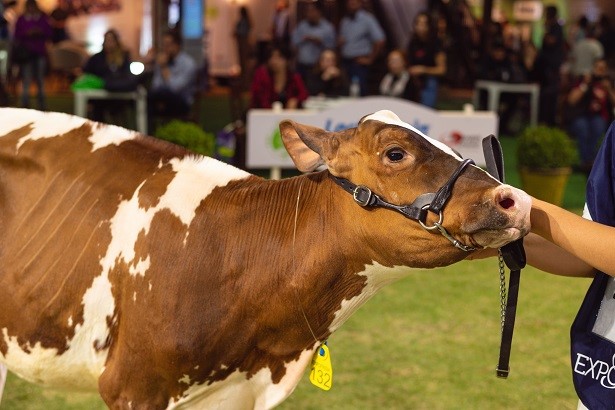 AGRO: Sustentabilidade é um dos principais temas da Expofrísia