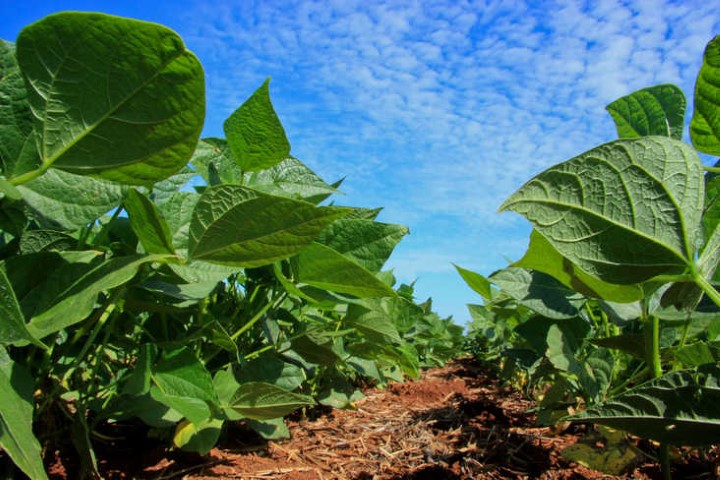 SEAB: Deral destaca aumento na área de feijão e divulga estimativa da safra de inverno no Paraná