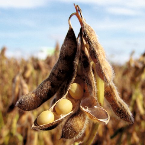 AGRO: Show Rural apresenta campeões de produtividade de soja e milho 23/24