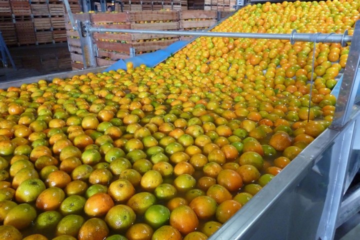 CONJUNTURA AGROPECUÁRIA: Citricultura ocupa 54% da área da fruticultura no Paraná