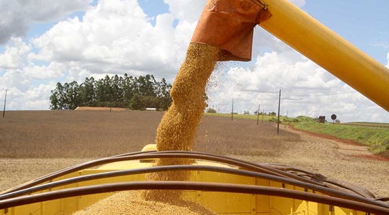 IBGE: Estimativa cai 0,8% e prevê safra de 298,3 milhões de toneladas em 2024