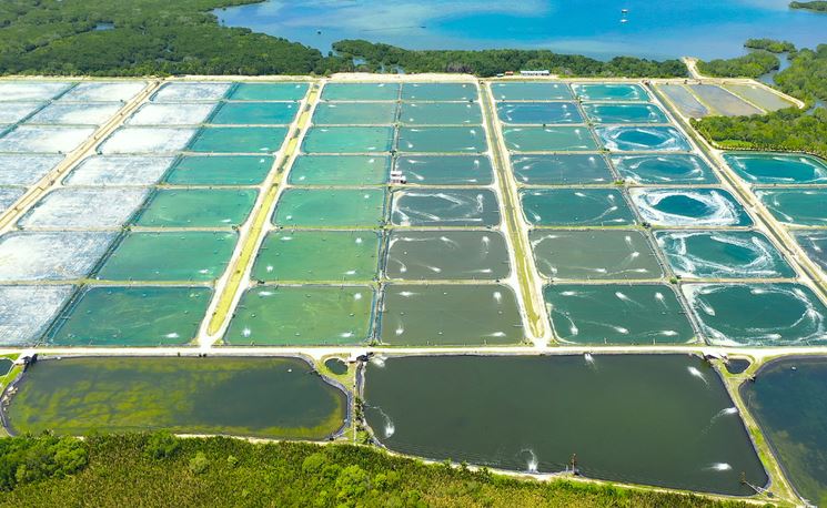 COMÉRCIO EXTERIOR: Brasil conquista dois novos mercados para pescados na Índia