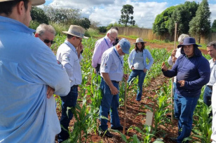 ENFEZAMENTO: Rede de Agropesquisa do Paraná inicia projeto para combate à cigarrinha-do-milho