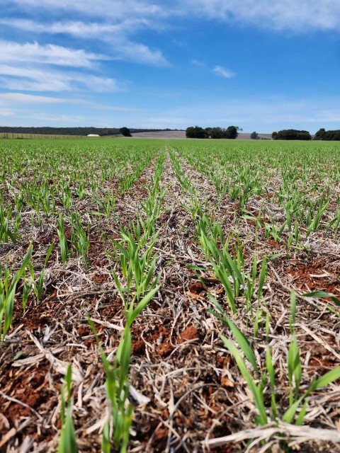 AGRO: Plantio de cevada abrange mais de 65% da área da Capal em Arapoti (PR)