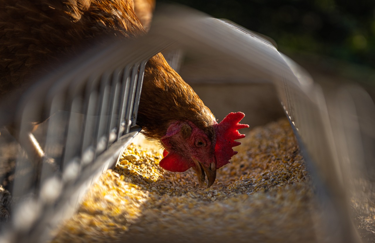 SINDIAVIPAR: Avicultura paranaense bate seu próprio recorde e completa uma década como o maior exportador de carne de frango