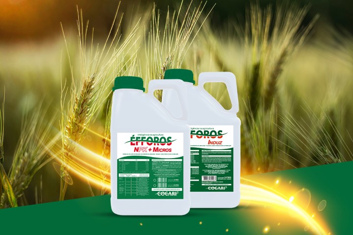 AGRO: Especialista em nutrição Cocari aponta os benefícios dos produtos Éfforos para a cultura do trigo