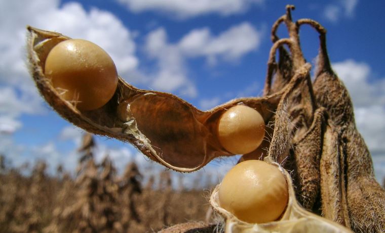 ZARC: Mapa publica Zoneamento Agrícola de Risco Climático da Soja para safra 2024/2025