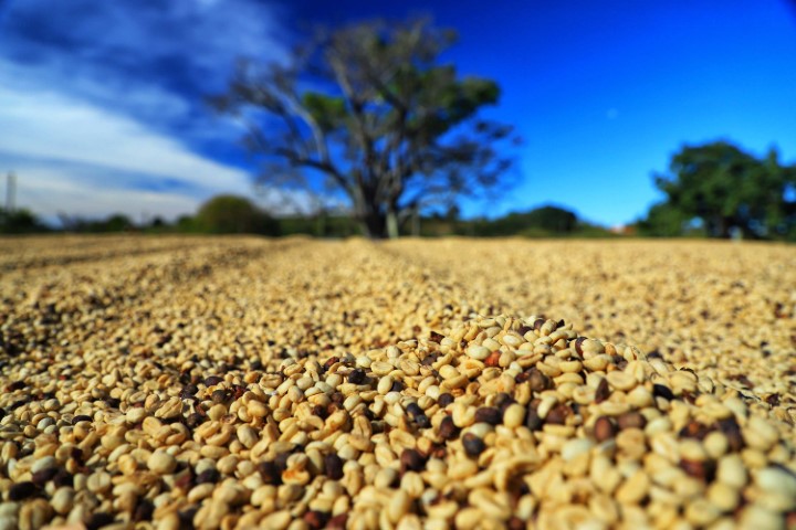 CONJUNTURA AGROPECUÁRIA: Paraná pode produzir até 750 mil sacas de café em 172 municípios em 2024, aponta boletim