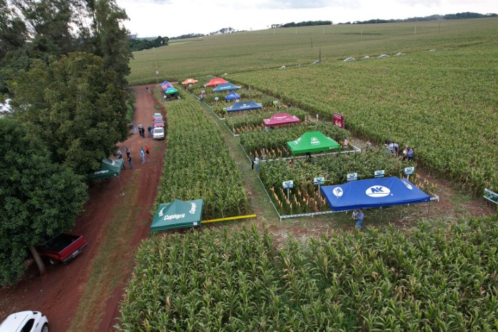 AGRO: Copagril dá sequência ao Dia de Campo Milho Safrinha