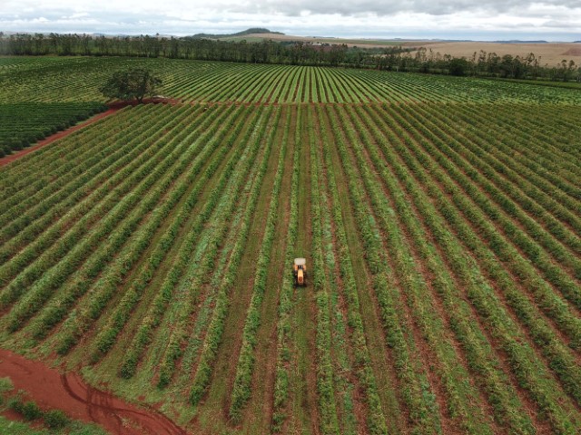 CONAB: Atual estimativa traz produção de café em 58,81 milhões de sacas na safra 2024
