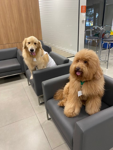 SAÚDE: Cachorros estrelam Campanha do Agasalho do Instituto Unimed Curitiba