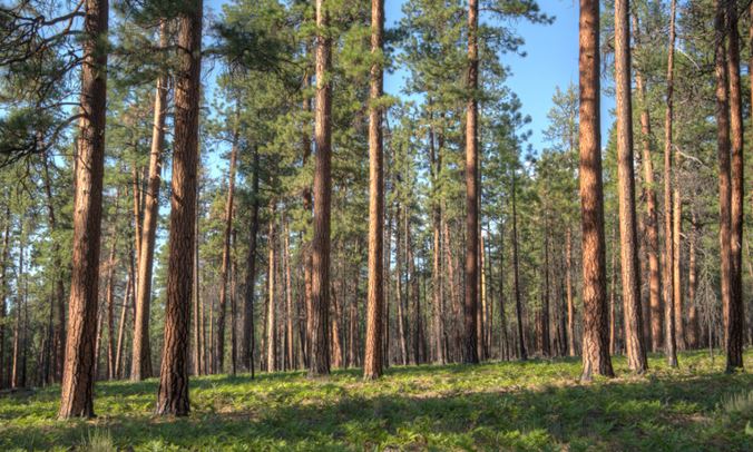 SUSTENTABILIDADE: Governo Federal sanciona Lei que exclui a silvicultura do rol de atividades poluidoras