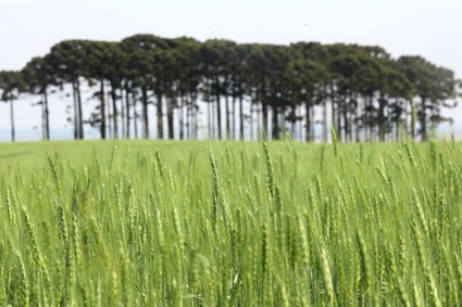 CONJUNTURA AGROPECUÁRIA: Com previsão de 334 mil toneladas, plantio de cevada avança no Paraná