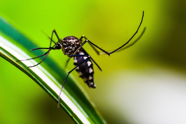 DENGUE: Informe semanal registra mais 17.768 casos e 35 óbitos