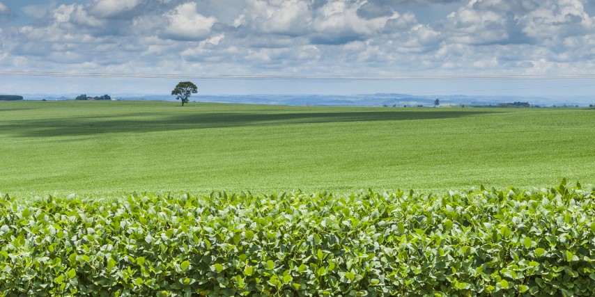 RPS: Cadeia produtiva da soja e do biodiesel é tema da abertura da Reunião de Pesquisa de Soja