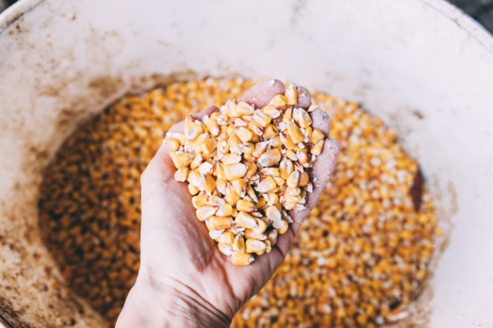 AGRO: Quantidade adequada de sementes pode aumentar produtividade no campo