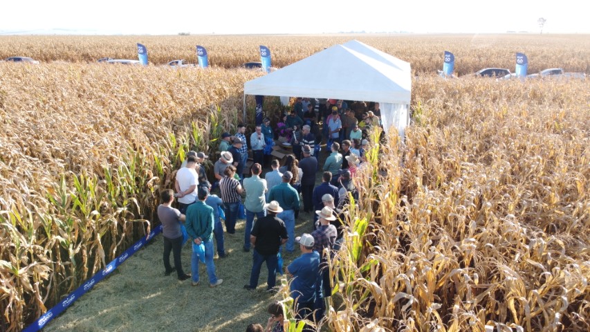 AGRO: Dia de Campo reúne mais de 300 pessoas em Assis Chateaubriand