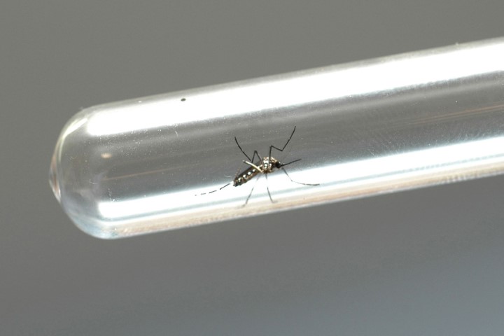 DENGUE: Informe registra mais 20.848 casos e 38 óbitos no Paraná