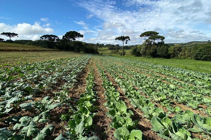 ORGULHO DA TERRA: 4ª edicão do Prêmio inclui boas práticas da hortifruticultura; inscrições foram prorrogadas até 10 de julho