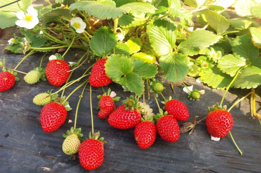 CONJUNTURA AGROPECUÁRIA: Boletim do Deral analisa variação de preços das frutas vendidas nas Ceasas do Paraná