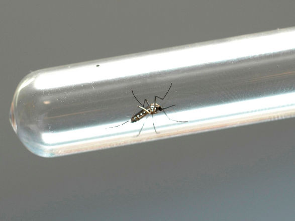 dengue 18 02 2025