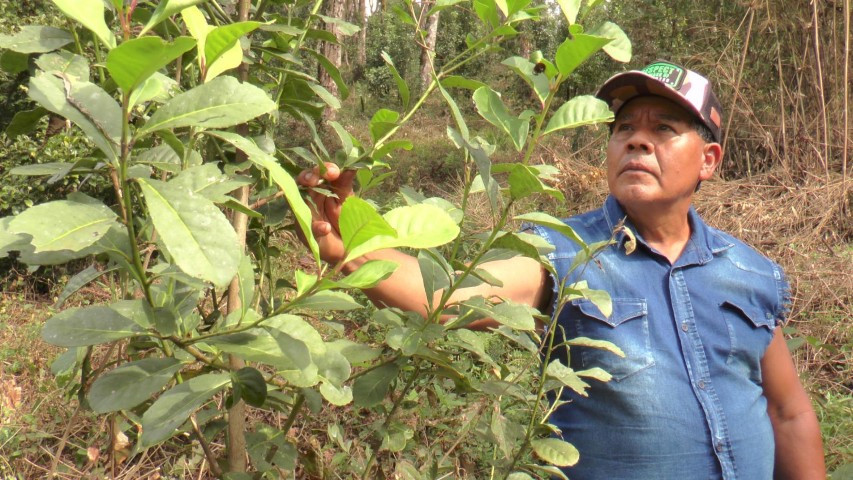 FAO 26 05 2025