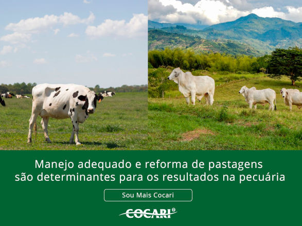cocari 05 09 2025