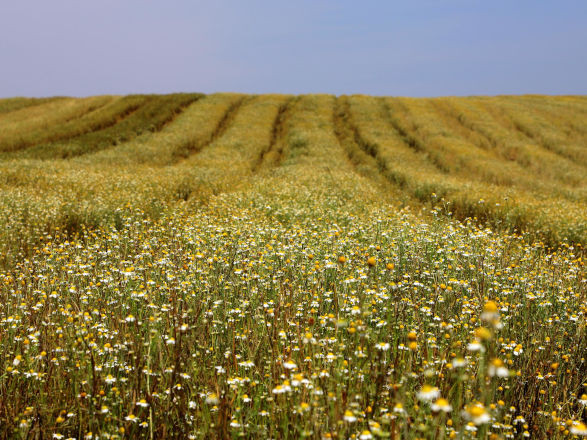 conjuntura agro 24 10 2025